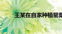 王某在自家种植罂粟属于什么行为