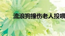 流浪狗撞伤老人投喂者赔4万合理吗