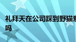 礼拜天在公司踩到野猫意外被猫抓伤属于工伤吗