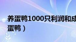 养蛋鸭1000只利润和成本需要多大场地（养蛋鸭）