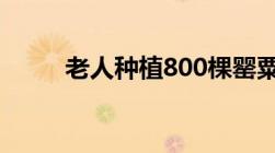 老人种植800棵罂粟是否构成犯罪