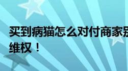 买到病猫怎么对付商家别气昏了头这样做帮你维权！