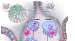 研究发现肠道微生物群影响呼吸道病毒感染的严重程度