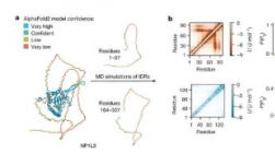 新研究使无序蛋白质变得有序
