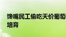 馋嘴民工偷吃天价葡萄被逮捕研究所花40万培育