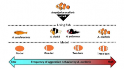 科学家发现小丑鱼通过数条纹来区分朋友和敌人