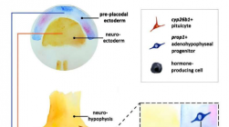 垂体的胚胎起源可能会给生长激素缺乏症带来新的见解