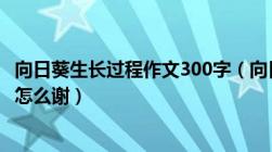 向日葵生长过程作文300字（向日葵的生长过程 要写作文的 怎么谢）