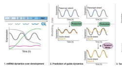 最大规模的发育 microRNA 动力学研究揭示了其调节机制