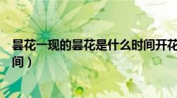 昙花一现的昙花是什么时间开花（昙花一现的昙花是什么时间）