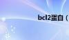 bcl2蛋白（bcl 2）