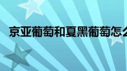 京亚葡萄和夏黑葡萄怎么区分（京亚葡萄）