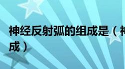 神经反射弧的组成是（神经系统及反射弧的组成）