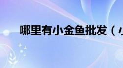 哪里有小金鱼批发（小金鱼批发市场）