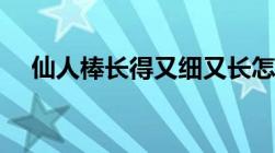 仙人棒长得又细又长怎么打理（仙人棒）