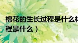 棉花的生长过程是什么样子的（棉花的生长过程是什么）