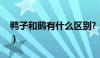 鸭子和鹅有什么区别?（鸭子和鹅有什么区别）